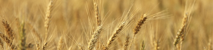 KMS Grup - Agricultura