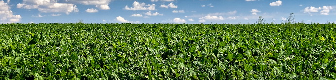 KMS Grup - Agricultura